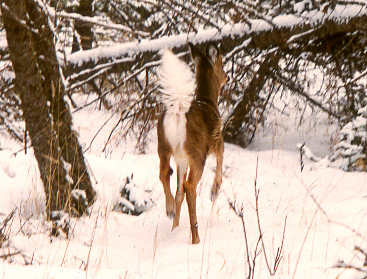 A whitetailed doe bounding away in Stage 4 alarm. Her tail is up, fully fanned. The tarsal glands inside her rear knees are erect.