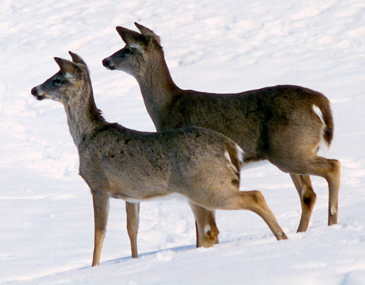 Two whitetailed deer in the first stage of alarm, staring into the distance.
