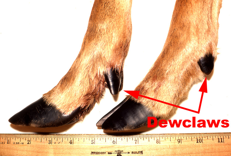 Photo of dewr hooves with arrows pointing at the dewclaws.