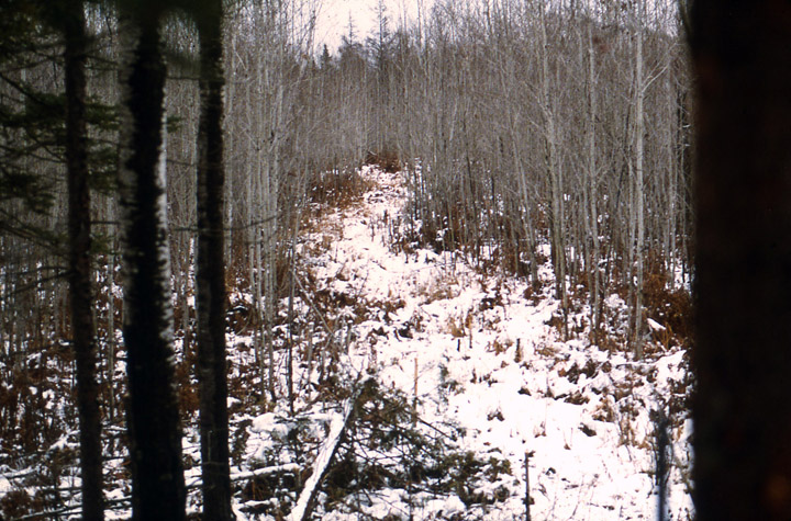 A trail we made in the 1970's that was far too wide.