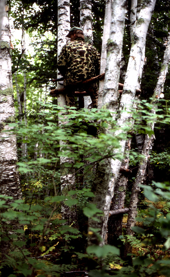 An early Nordberg tree stand. A clump of white birch trees. The stand is a platform built between 3 trunks.