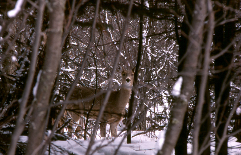 A whitetail watching the hunter.