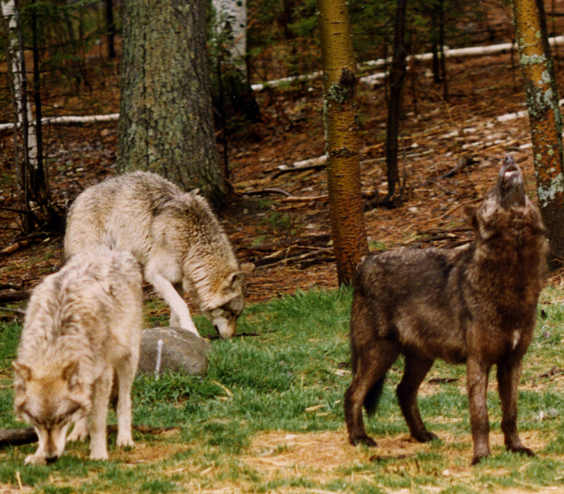 Northern Minnesota Grey Wolves
